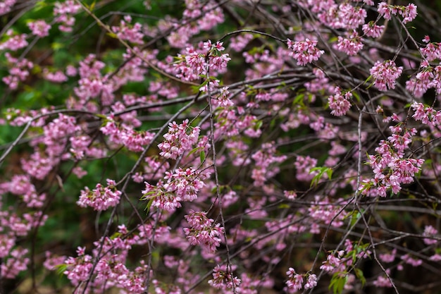 Photo cherry blossom - sakura flower - japanese cherry, prunus serrulata