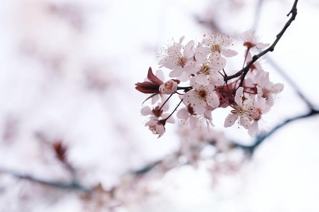 Cherry Blossom or Sakura flower on nature background.