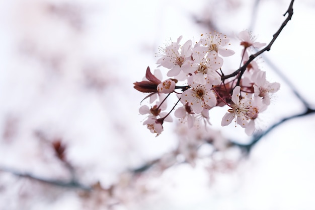 自然の背景に桜や桜の花。