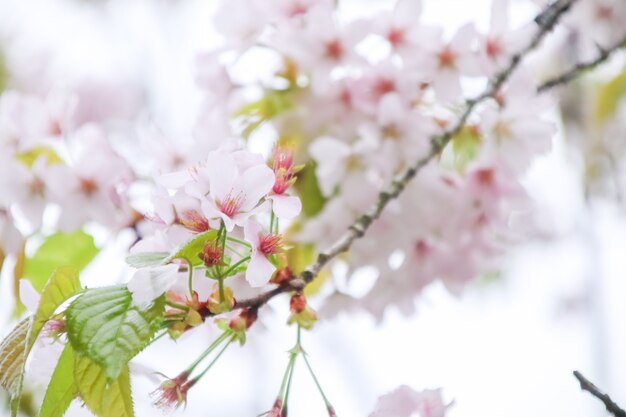 Вишневый цвет или цветок сакуры на фоне природы