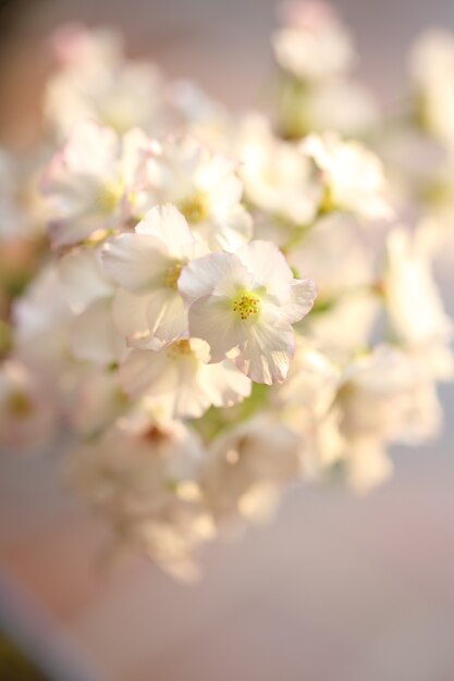 Cherry blossom , Sakura flower