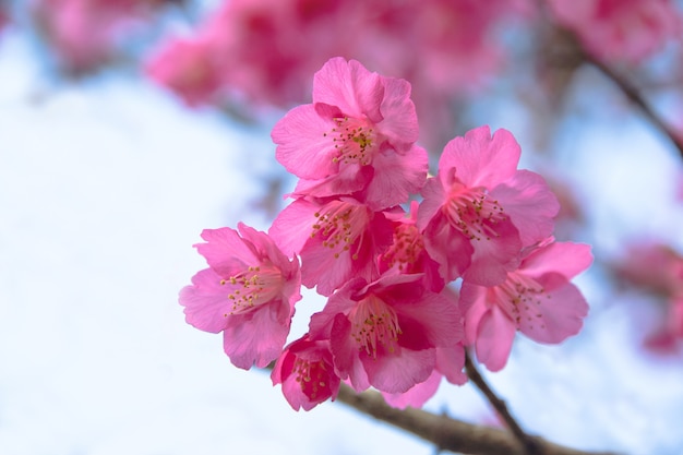 Cherry blossom or sakura flowers at Doi angkhang mountain