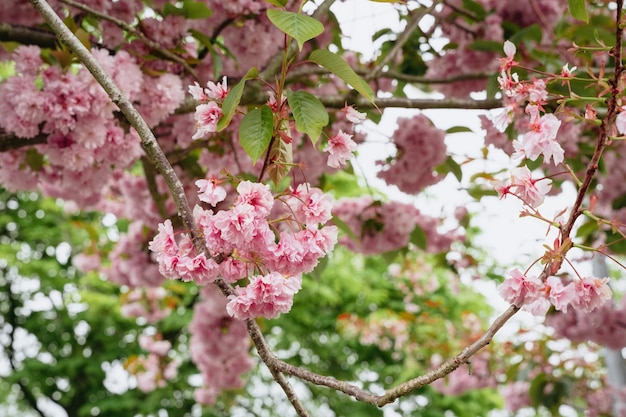 Cherry Blossom Sakura Flowers Розовые вишневые цветы при дневном свете дерева