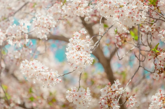 Вишня в цвету сакуры в японии с размытым фоном голубого неба