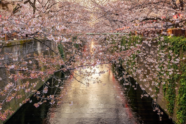 東京の目黒運河の桜またはさくら