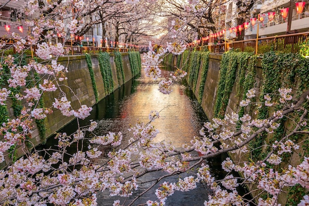 Cherry blossom or Sakura at Meguro Canal in Tokyo Japan