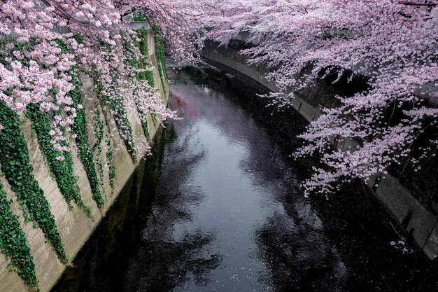 Foto fiore di ciliegio o sakura a tokyo, giappone