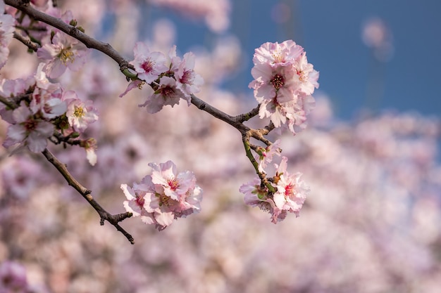 Fiore di ciliegio, fioritura di sakura, fiori rosa