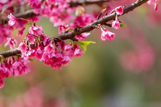 桜とさくらの木