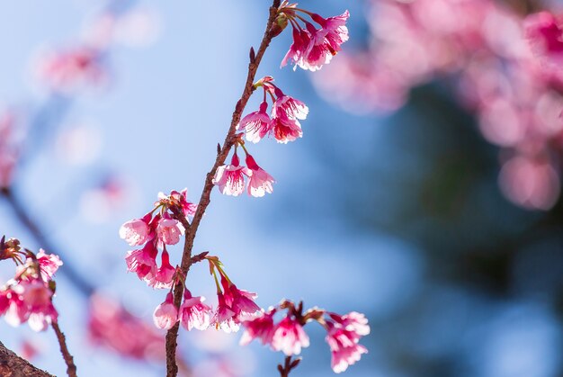 Carta da parati cherry blossom e sakura