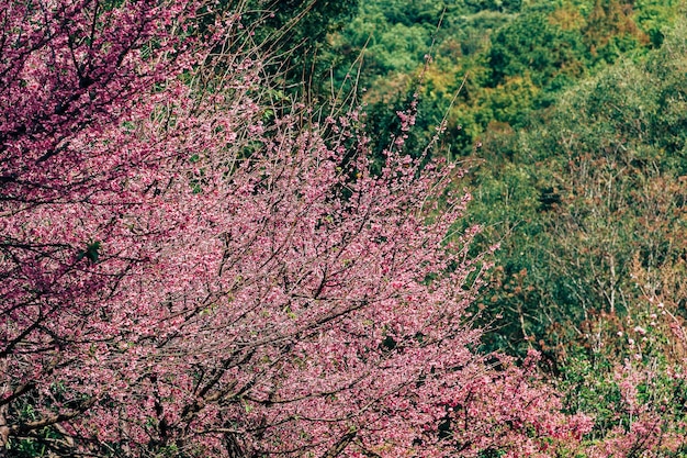 벚꽃과 사쿠라 벽지