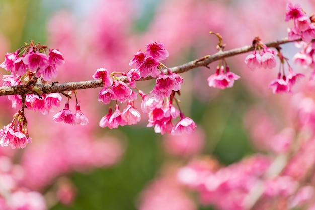 桜と桜