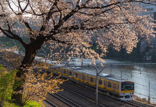 千代田区立公園の桜