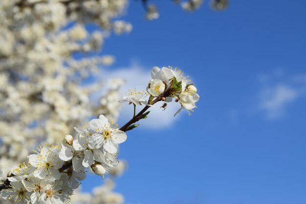 Photo cherry blossom in spring closeup of white flowers