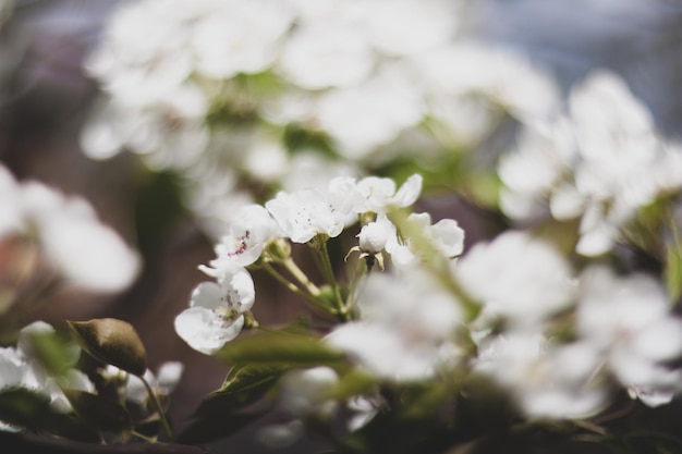 春の庭の桜