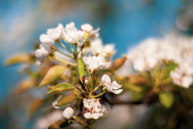 Cherry blossom in spring garden