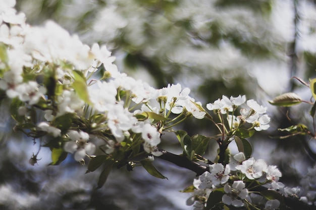 春の庭の桜