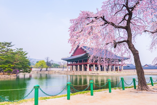 Cherry blossom of Spring in Gyeongbokgung Palace. Seoul, South Korea