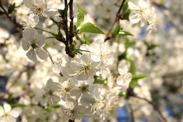 Fiore di ciliegio in primavera giardino soleggiato su uno sfondo sfocato