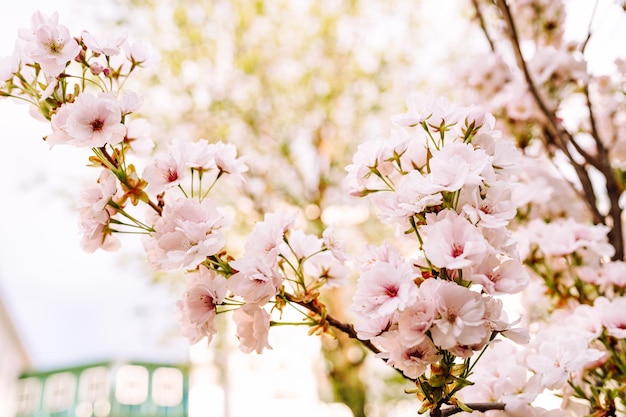 Cherry blossom in spring time selective focus vintage effect