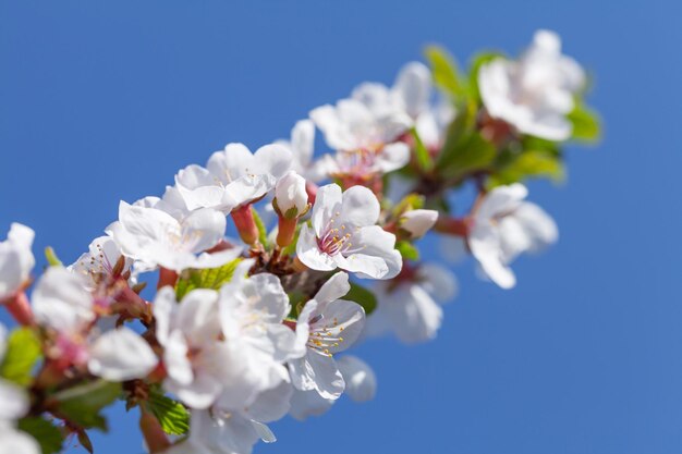 青空の前に桜の春の木