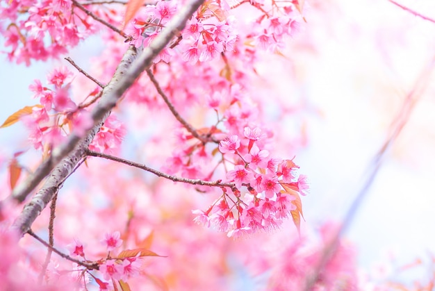 소프트 포커스와 함께 봄 벚꽃