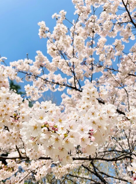 cherry blossom in spring