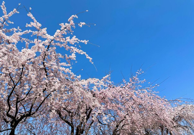 cherry blossom in spring