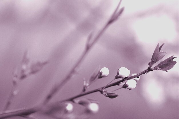 cherry blossom in spring