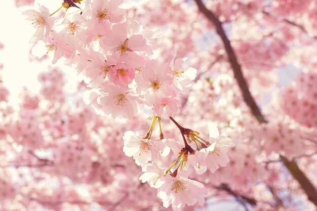 Cherry blossom in spring