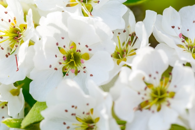 Fiore di ciliegio in primavera