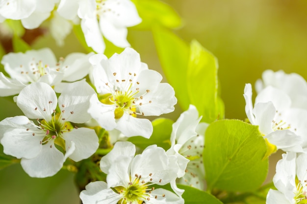 Fiore di ciliegio in primavera