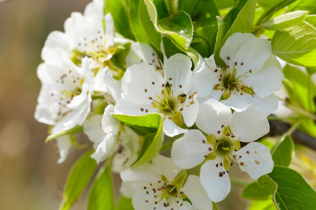 Fiore di ciliegio in primavera