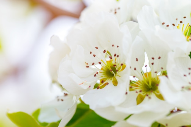 Fiore di ciliegio in primavera