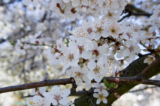 青い空を背景に日当たりの良い庭の桜