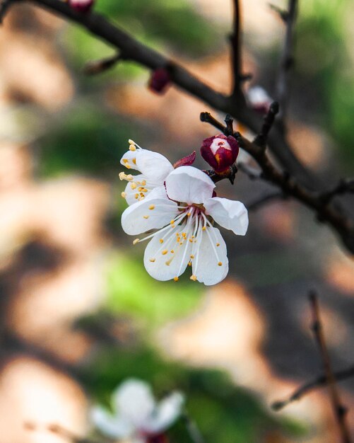 Photo cherry blossom that blossomed in spring