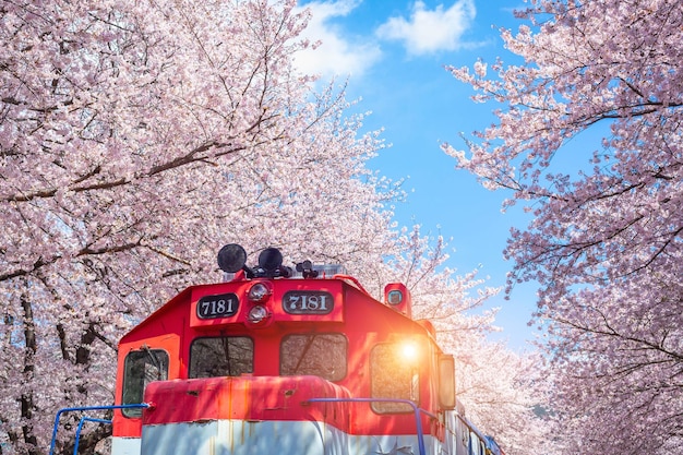 Цветение вишни и поезд весной в Корее Jinhae Южная Корея