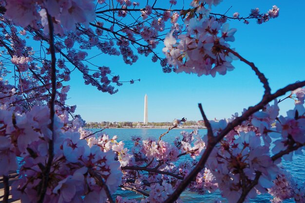 Cherry blossom tree against sky