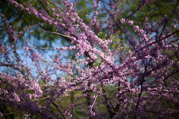 Foto albero di ciliegio in fiore