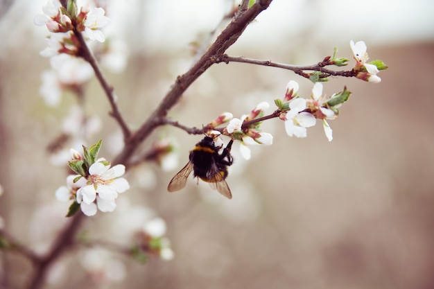 Cherry blossom tree and bumblebee on branch