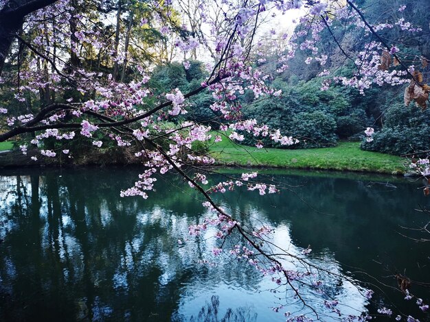 Cherry blossom tree by lake