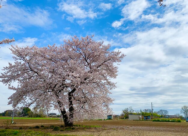 Cherry blossom tree on field against cloudy sky