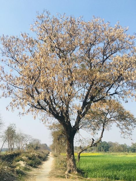 Foto albero di ciliegio in fiore sul campo contro il cielo