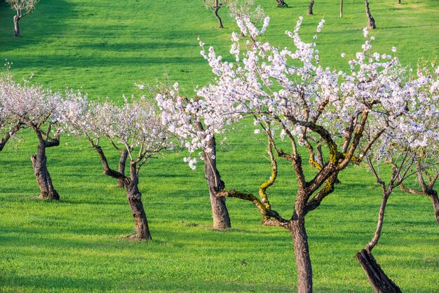 Cherry blossom tree in field