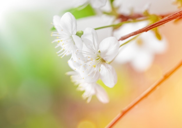 緑の自然の背景に桜の木 春の背景