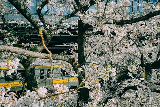 写真 駅の前にある桜の木