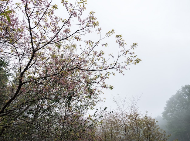 L'albero del fiore di ciliegia sta fiorendo con la nebbia leggera.