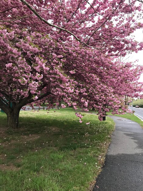 Photo cherry blossom tree in park