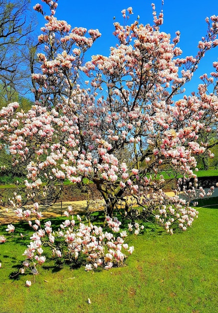 Foto albero di ciliegio in fiore nel parco