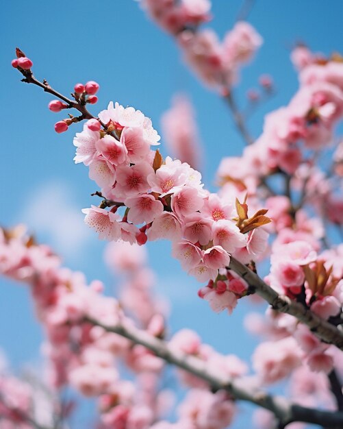 Cherry blossom tree in the sky